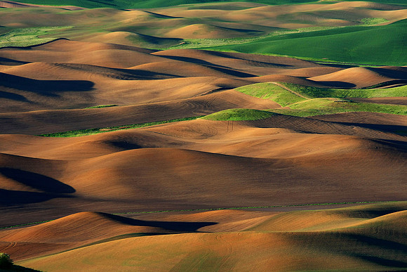 Palouse Fields, WA