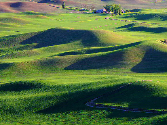 Palouse Fields, WA