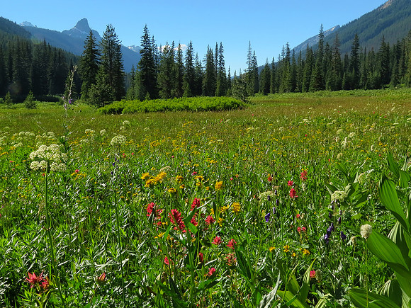 Tucquala Meadows wildflowers
