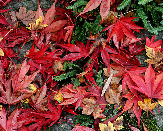 Autumn Leaves