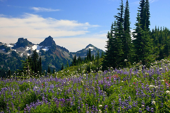 Tatoosh Range & Wildflowers