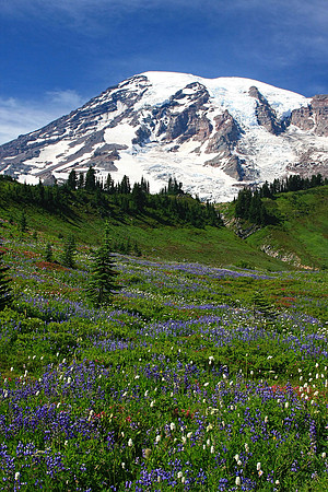 Mt. Rainier & Lupine