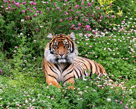 Sumatran Tiger
