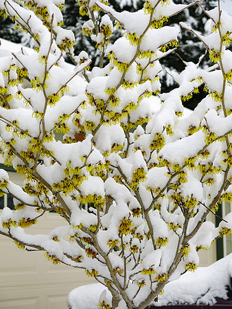 Snow on Witch Hazel Tree