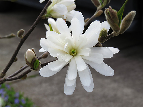 Star Magnolia
