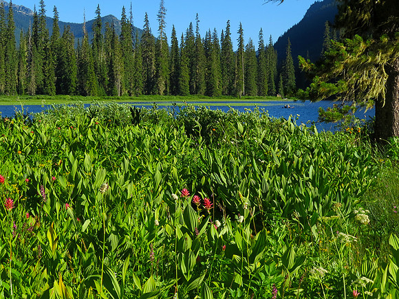 Tucquala Meadows wildflowers