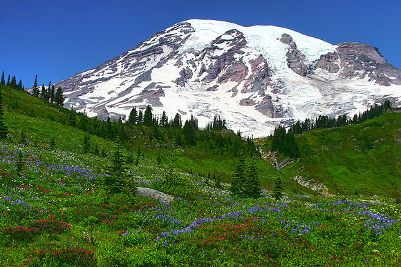 Mt. Rainier-Summer at Paradise