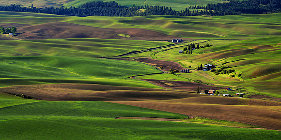 Palouse Fields, WA