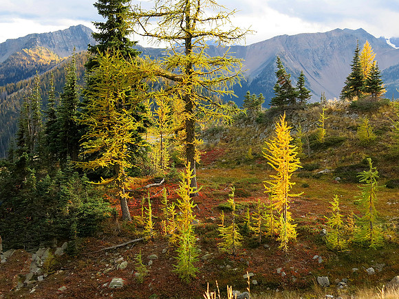 Golden larch trees on Harts Pass Road