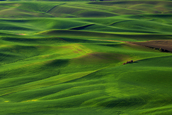 Palouse Wheat Fields, WA